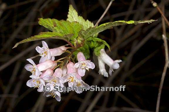 neillia sinensis 2 graphic